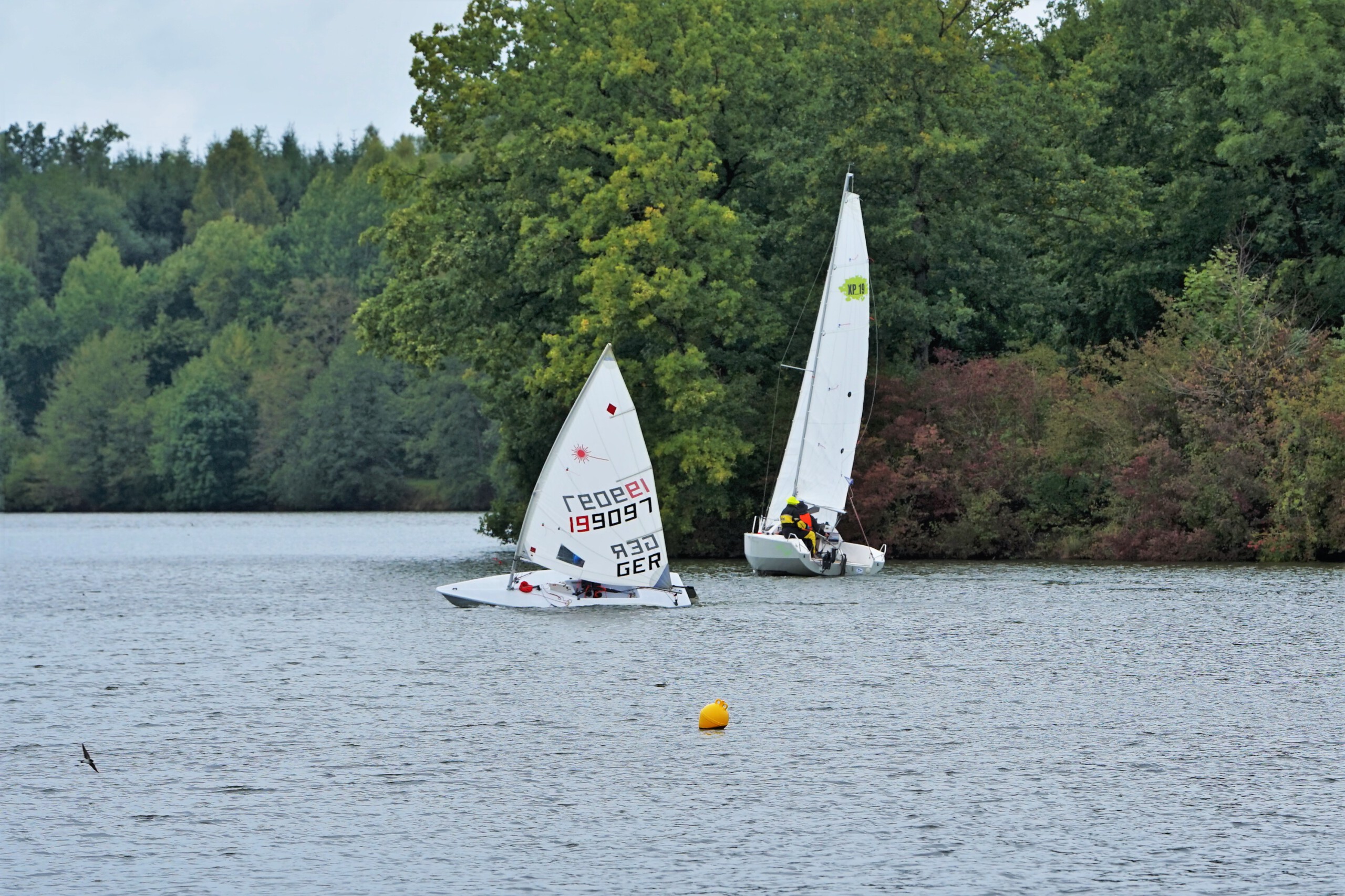 Regatta